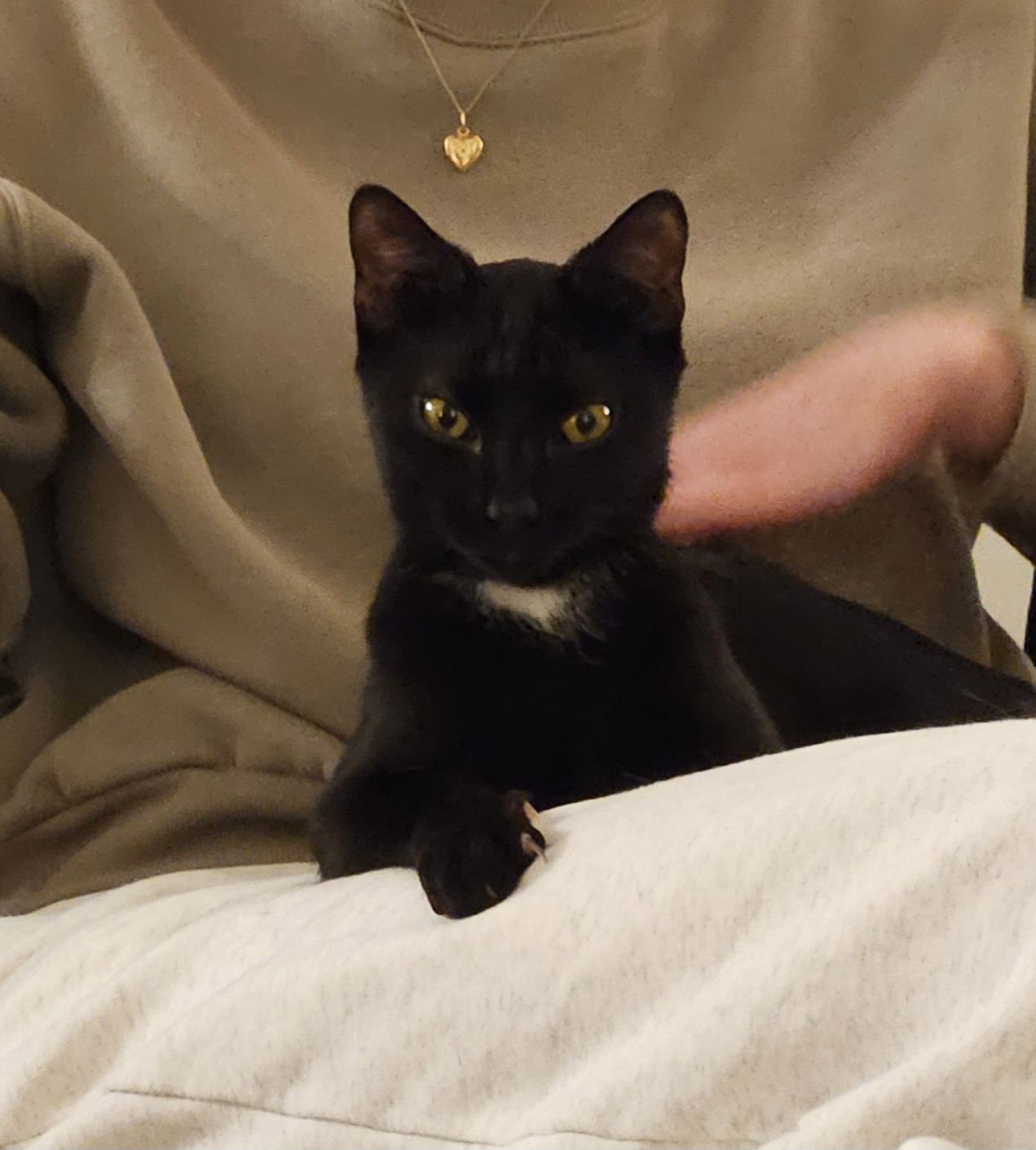 PRISCILLA KITTEN - Domestic Short Hair available for adoption