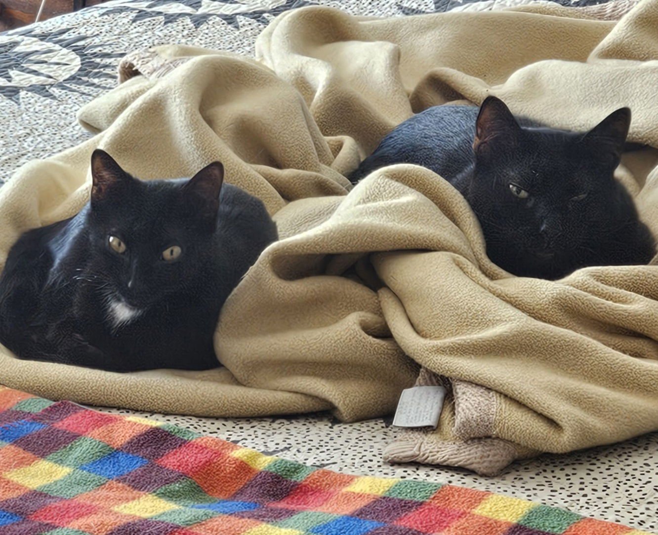 PRISCILLA KITTEN - Domestic Short Hair available for adoption