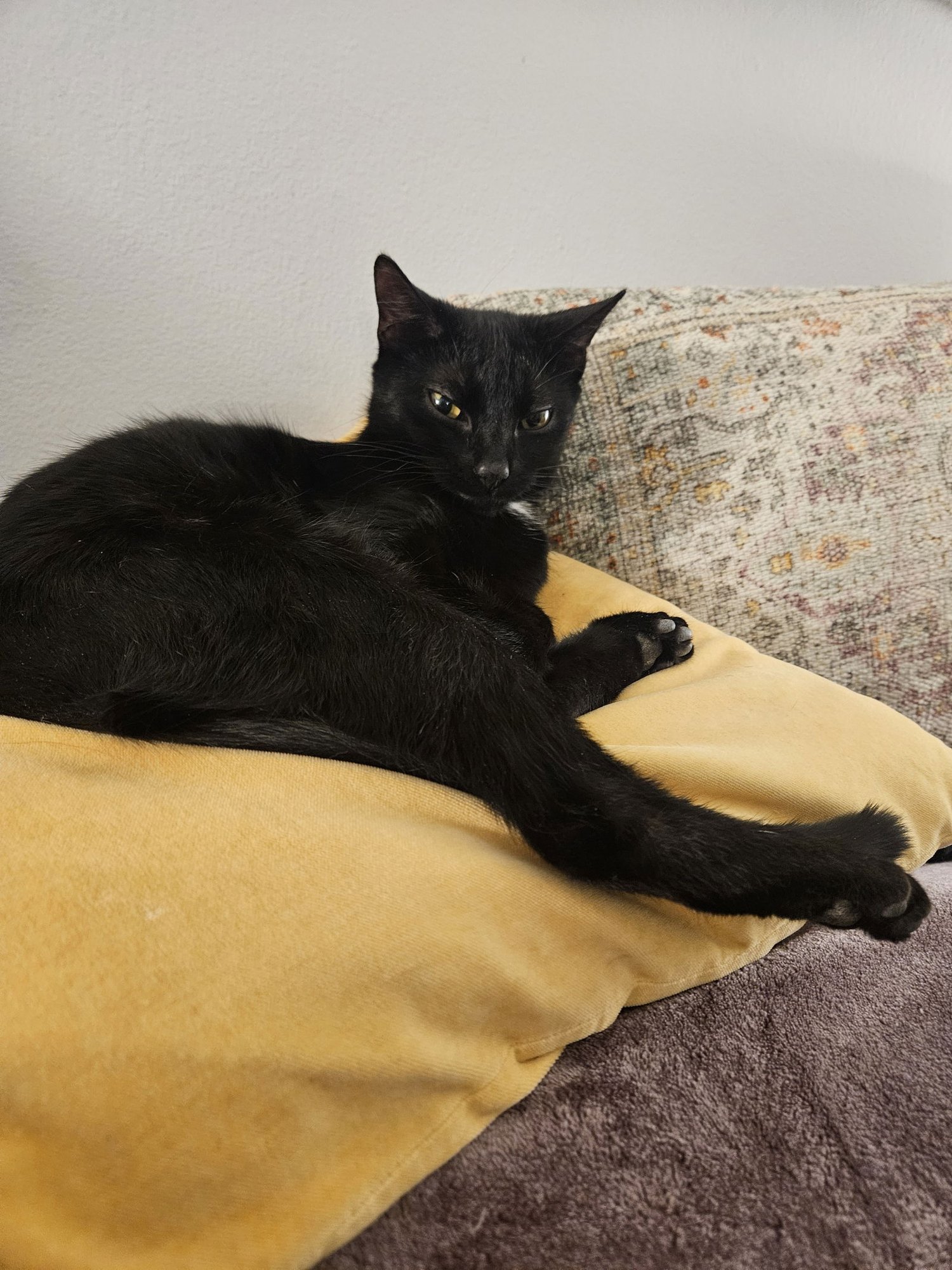 Priscilla KITTEN - Photo 3