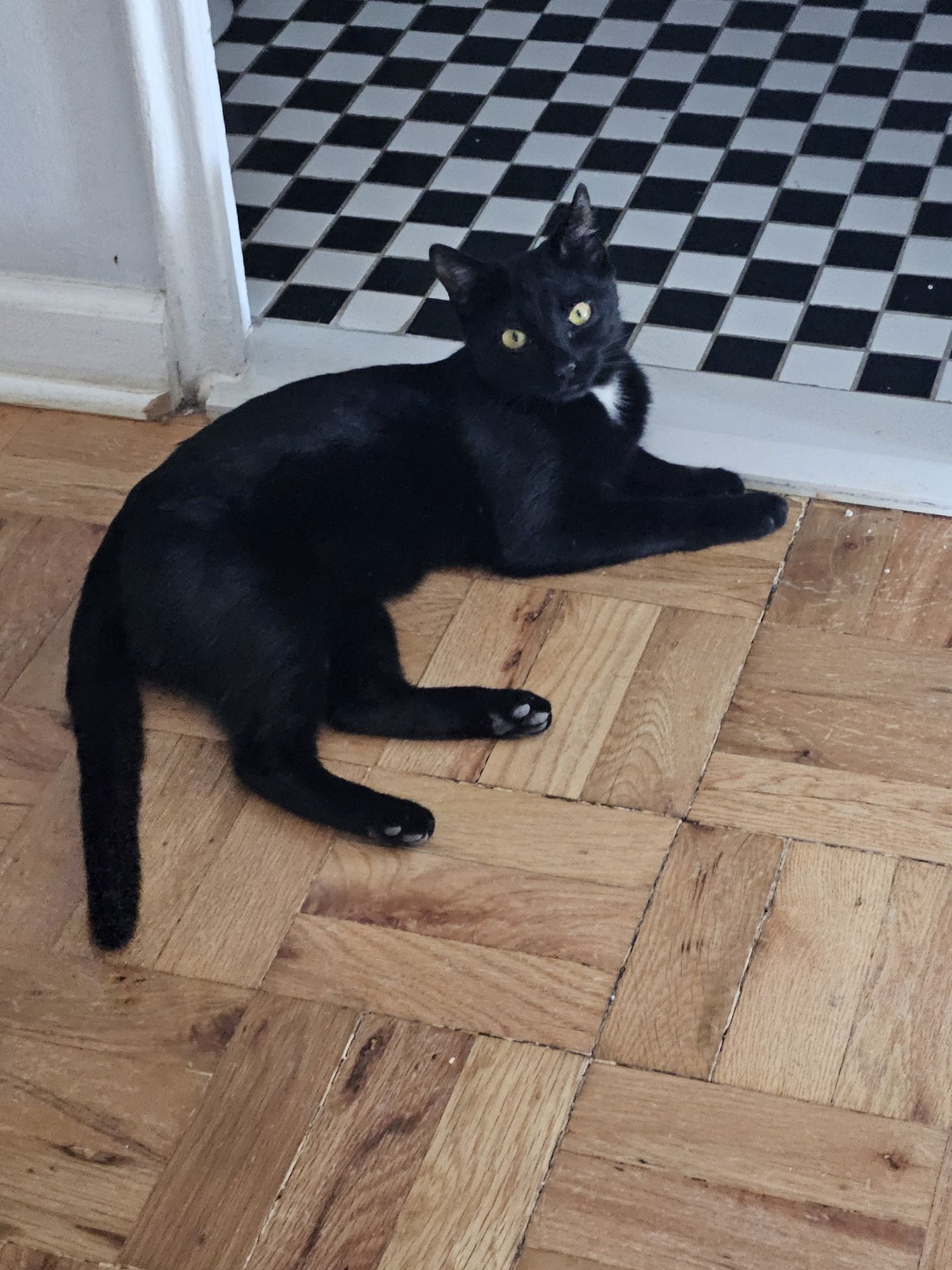 Priscilla KITTEN - Photo 4