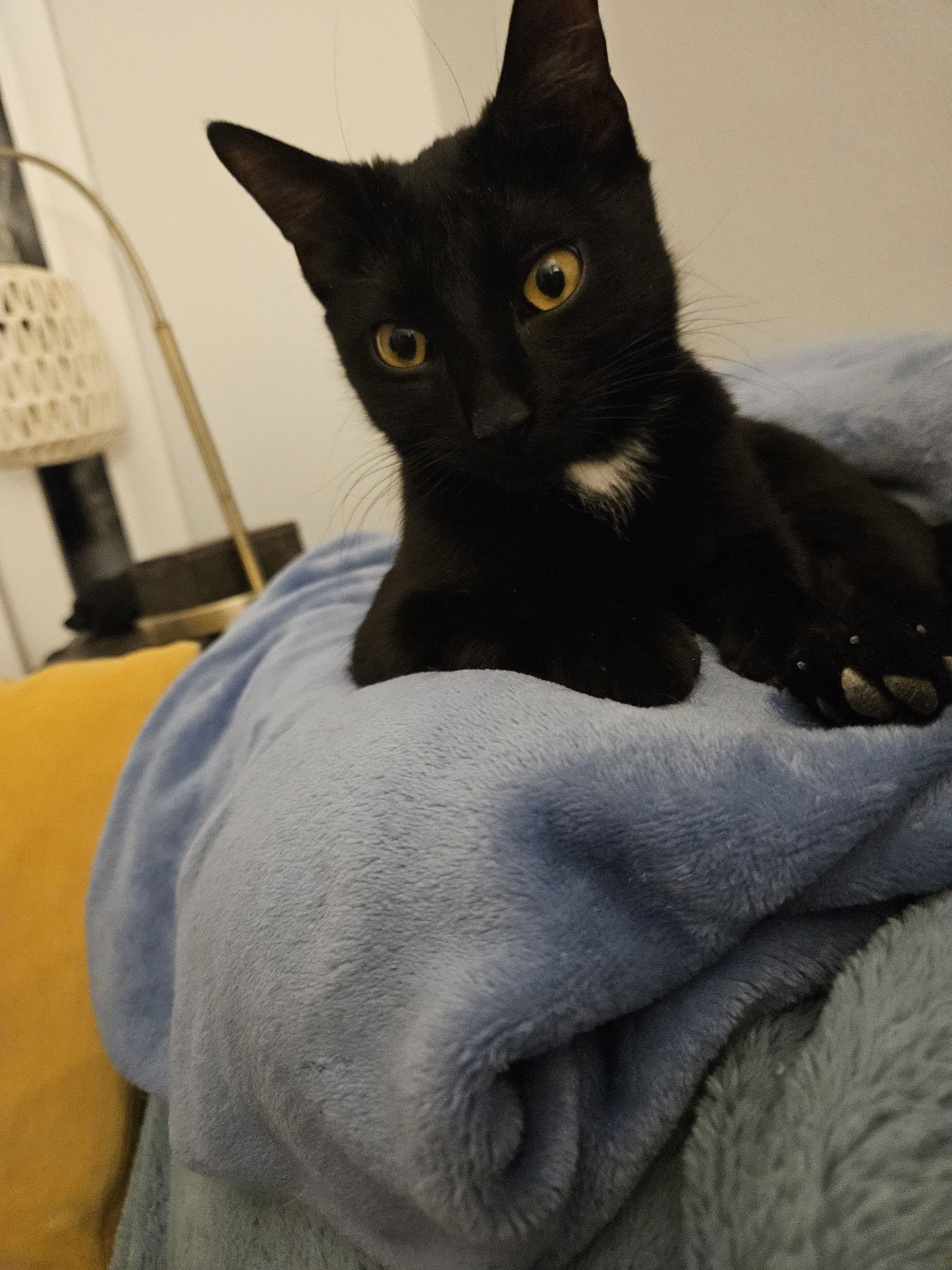 Priscilla KITTEN - Photo 5