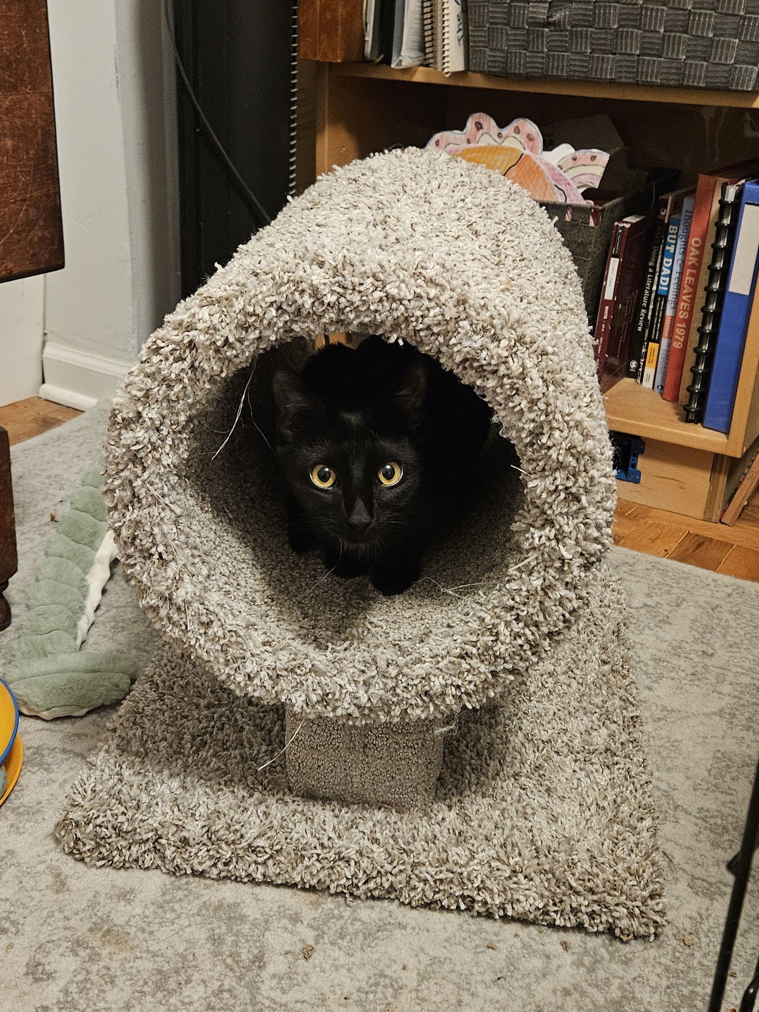 Priscilla KITTEN - Photo 7