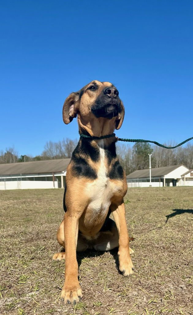 TANZY DIXON - Shepherd / Hound available for adoption
