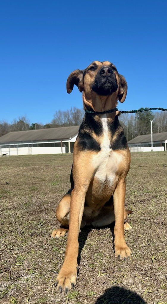 TANZY DIXON - Shepherd / Hound available for adoption