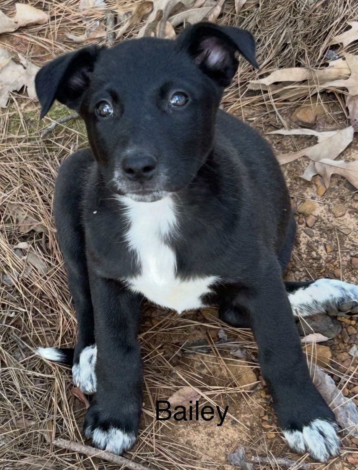 BAILEY LONESTAR - Labrador Retriever available for adoption