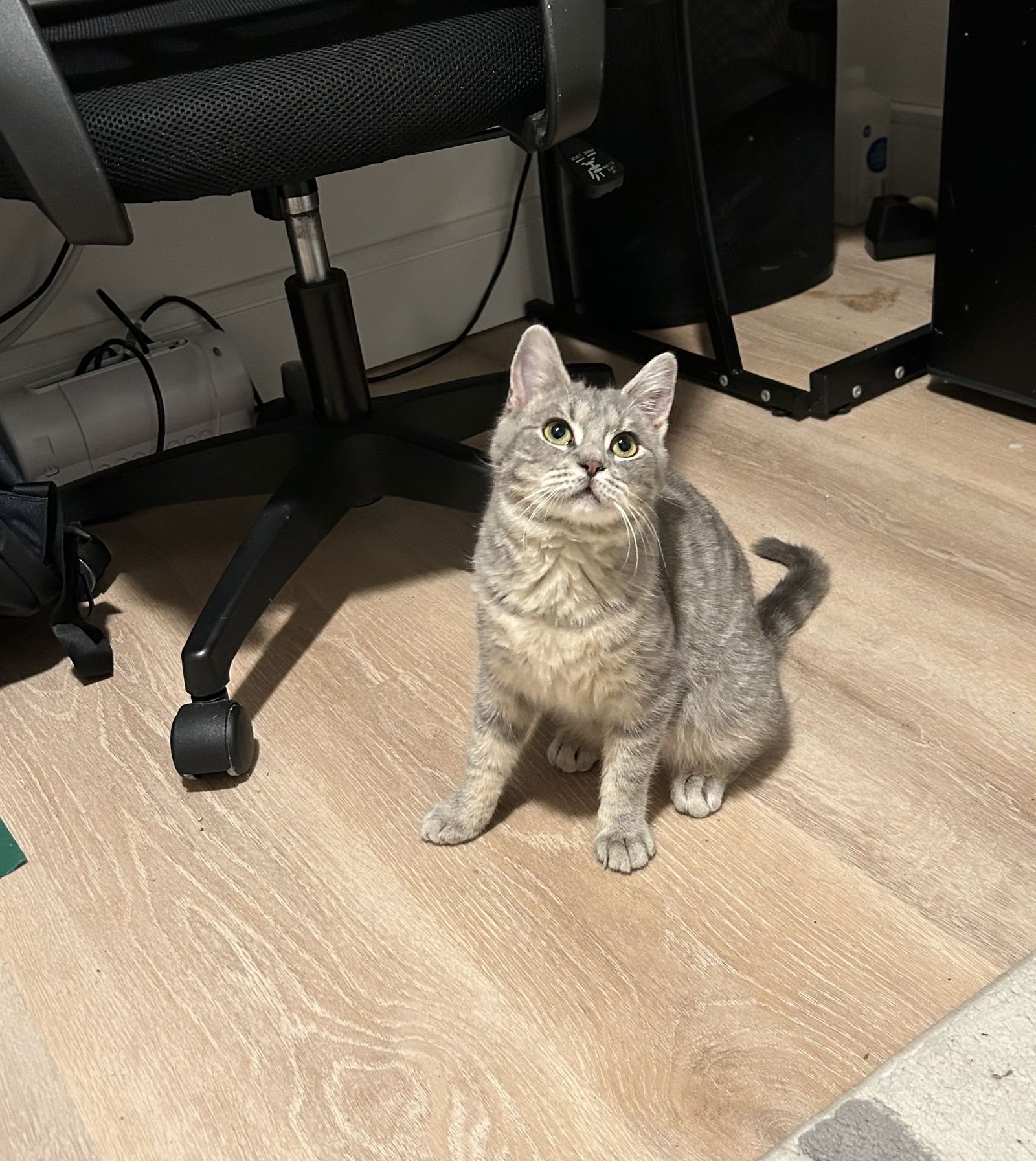 CLEO KITTEN - Domestic Short Hair available for adoption