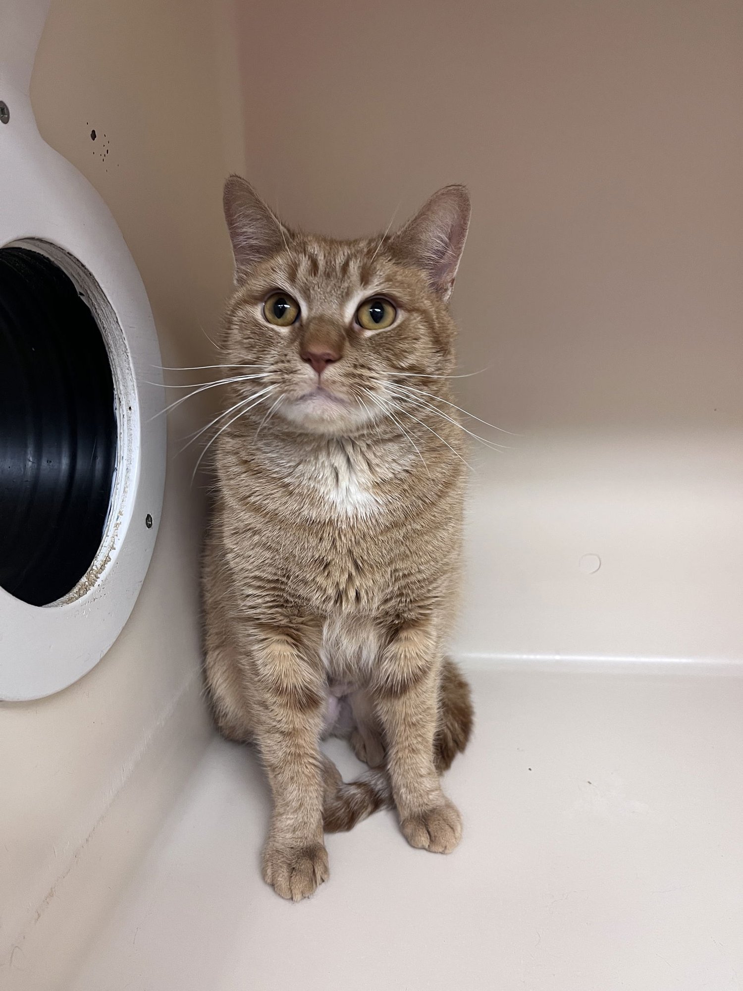 ORANGERY RM - Domestic Short Hair available for adoption