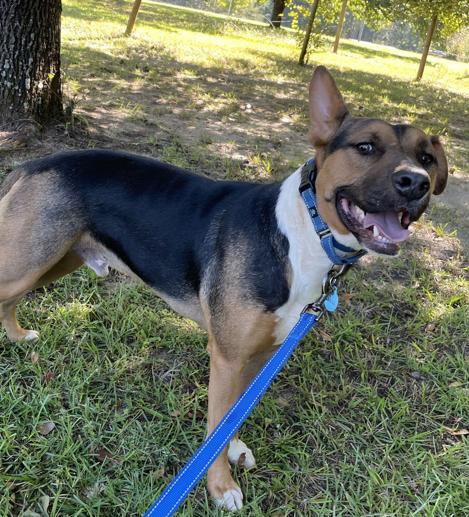 GUNS DIXON - Shepherd / Bull Terrier available for adoption