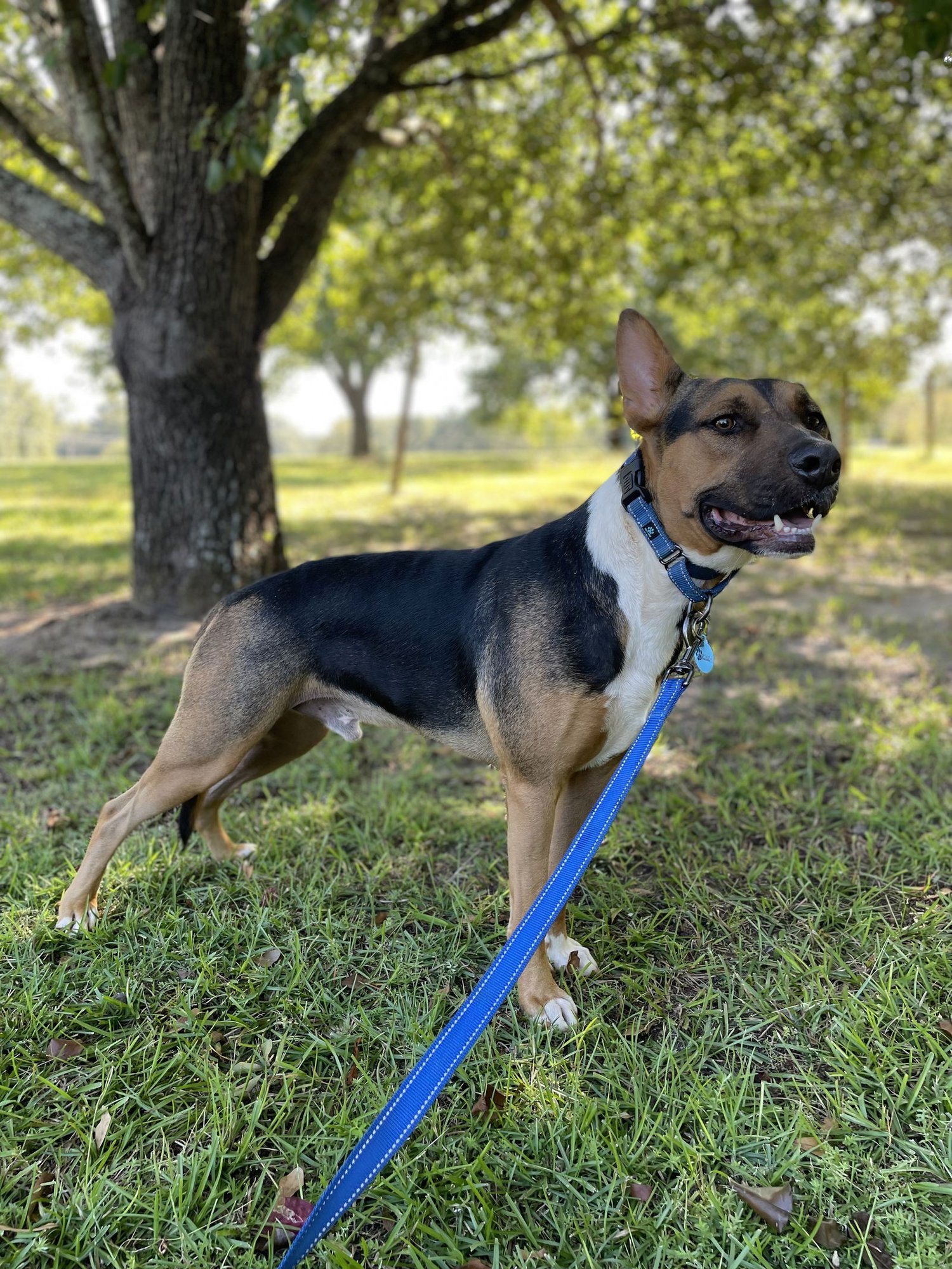 Guns Dixon - Photo 3