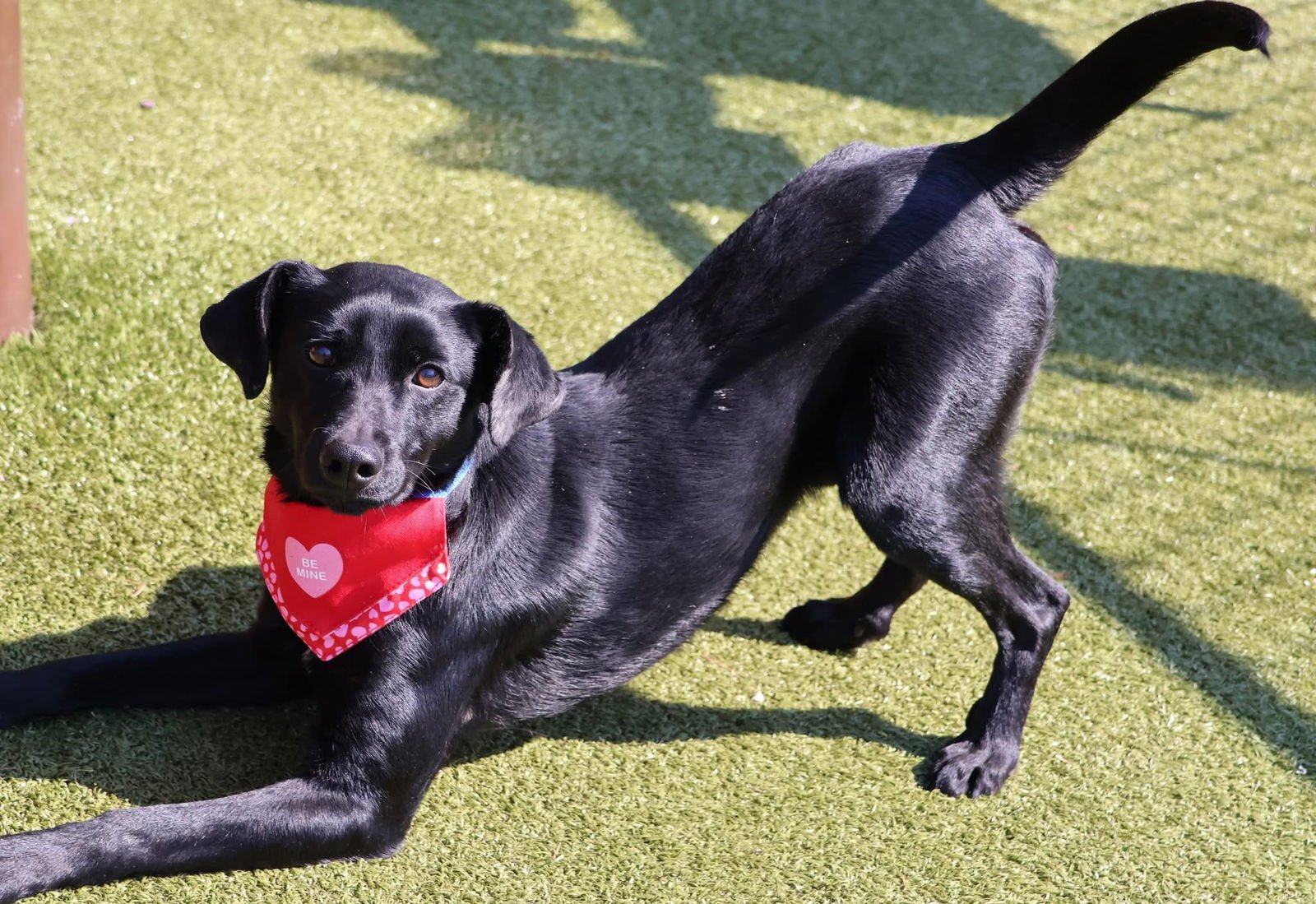 BAT DOG ATHENS - Labrador Retriever / Terrier available for adoption