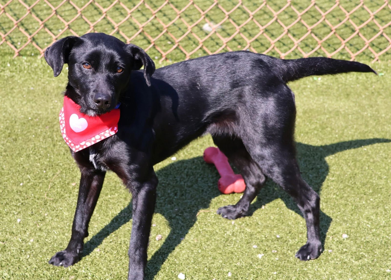 BAT DOG ATHENS - Labrador Retriever / Terrier available for adoption