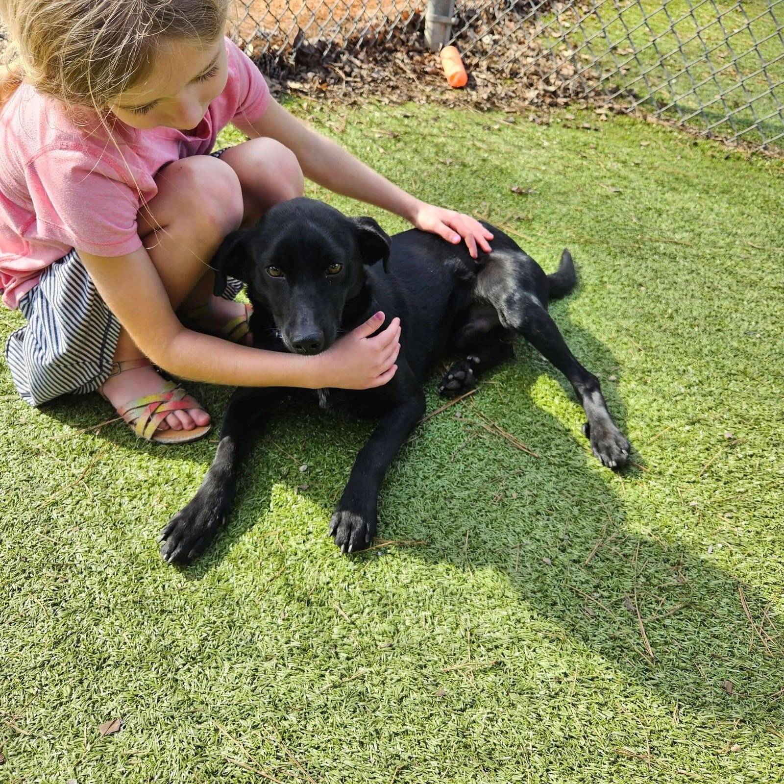 Bat Dog Athens - Photo 3