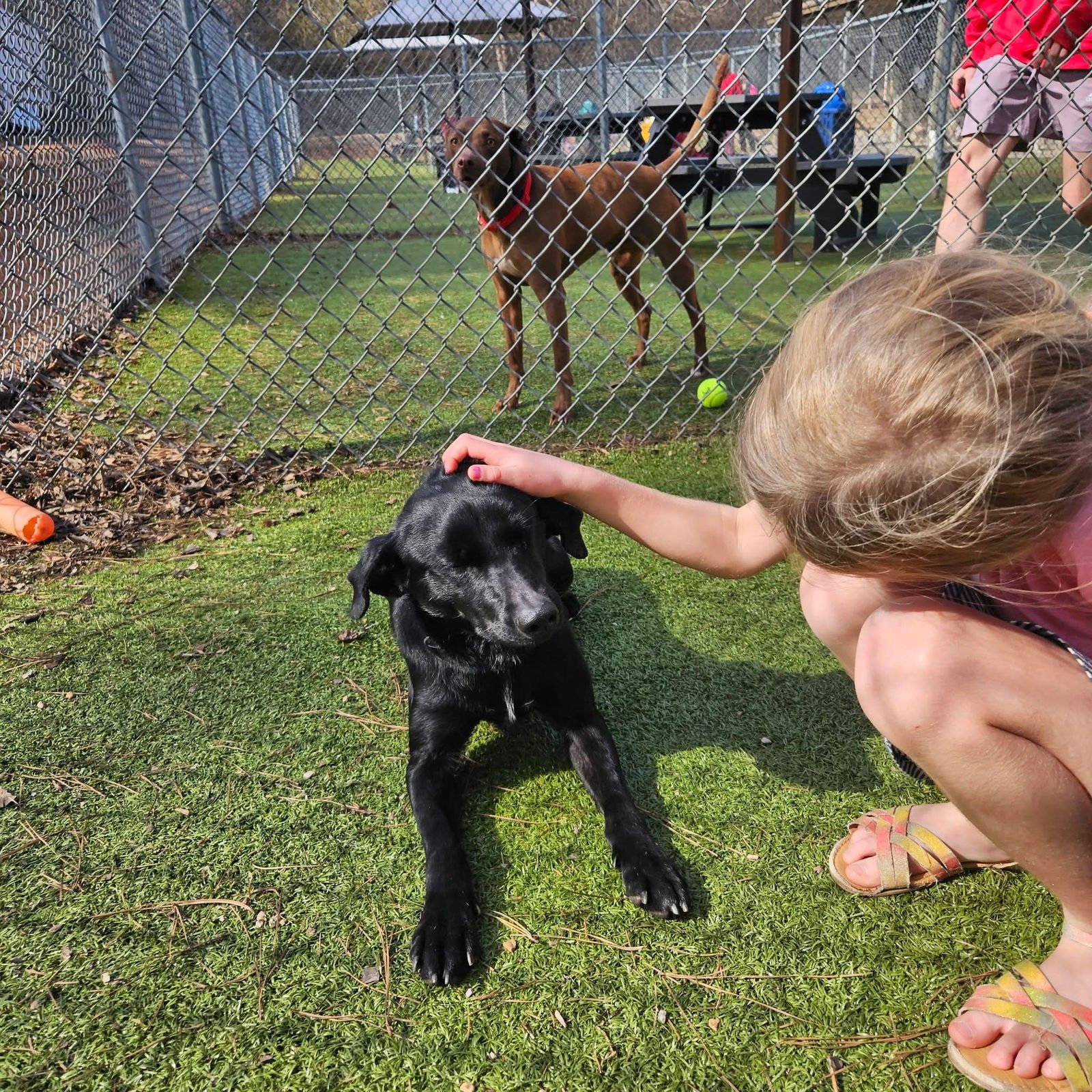 Bat Dog Athens - Photo 4