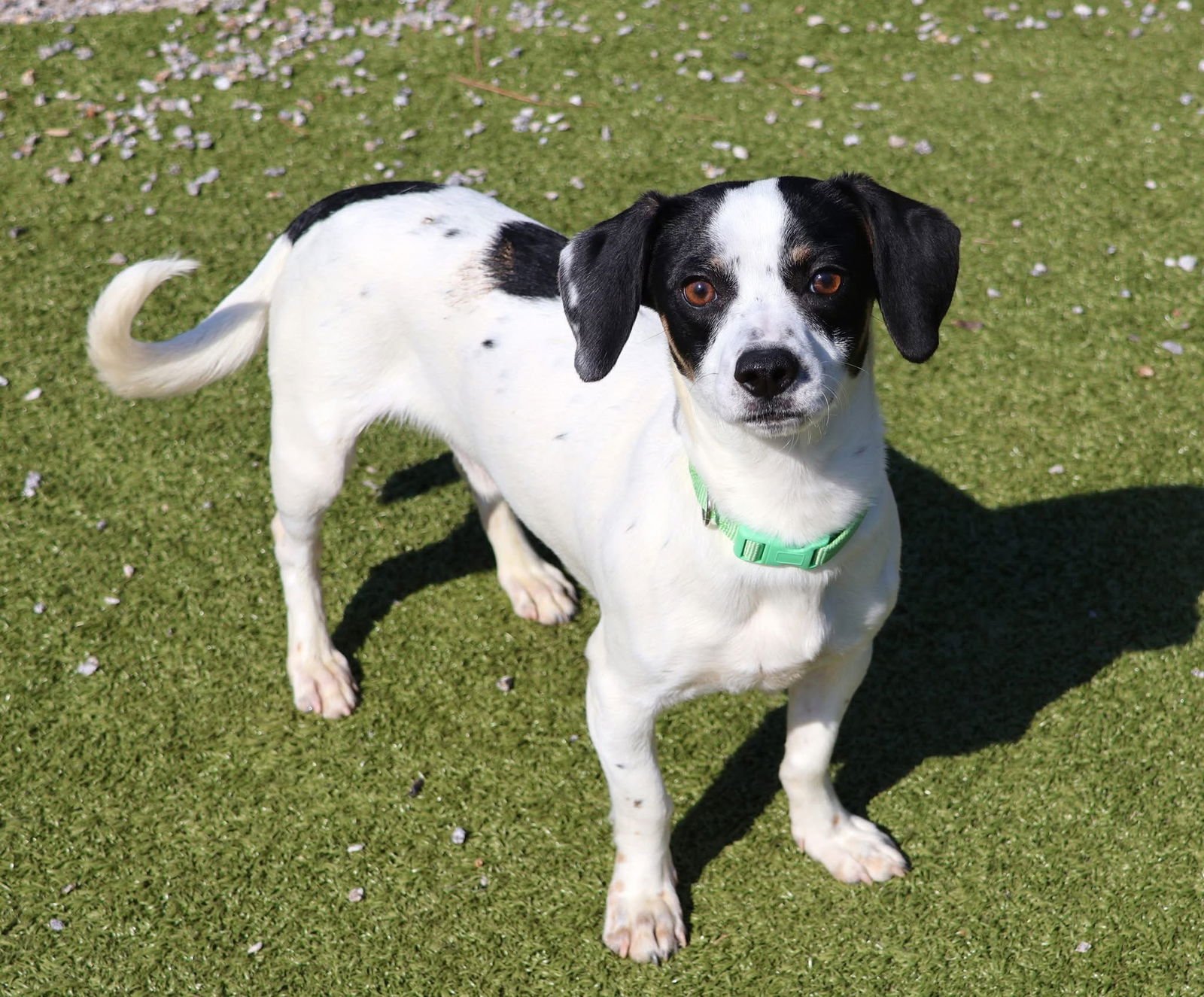 LITTLE LIME ATHENS - Jack Russell Terrier / Beagle available for adoption