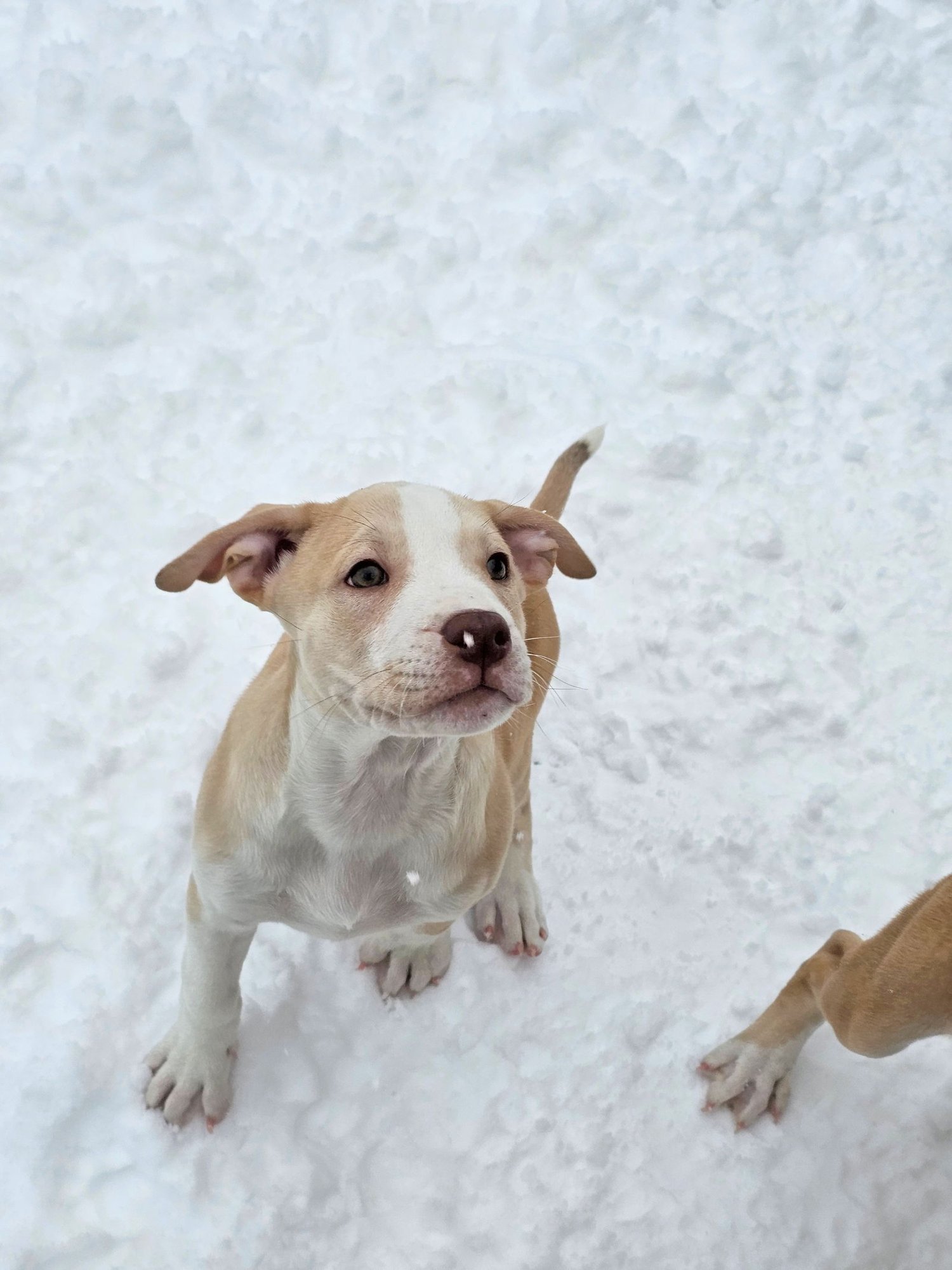 MANNY NJ - American Pit Bull Terrier available for adoption