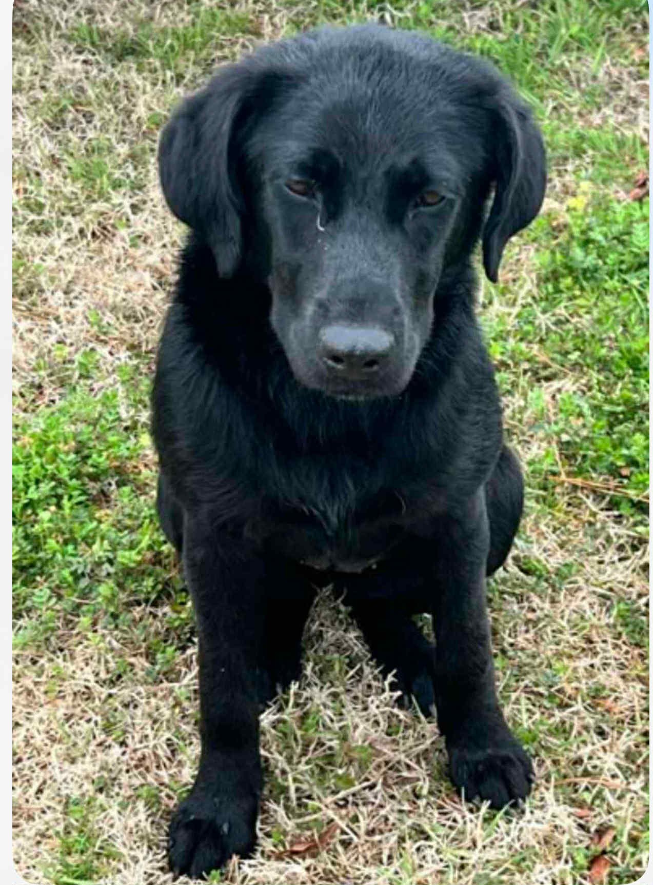 NAOMI HC - Black Labrador Retriever available for adoption
