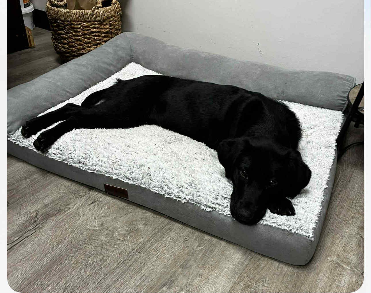 NAOMI HC - Black Labrador Retriever available for adoption