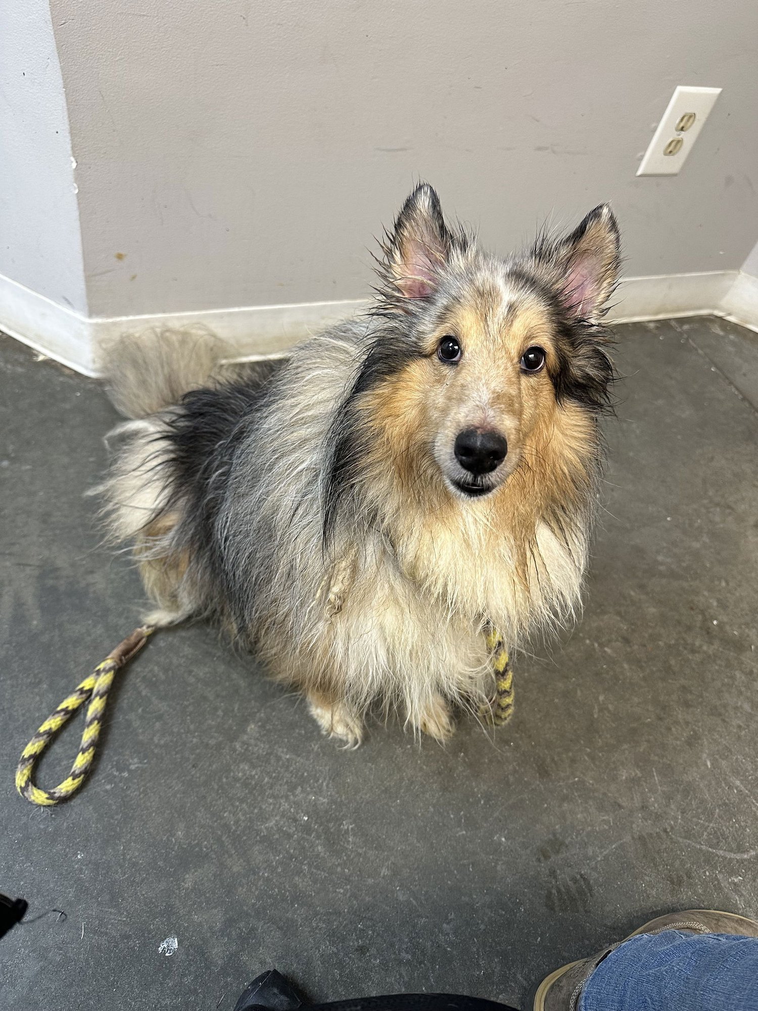 SHELBY JC - Shetland Sheepdog Sheltie available for adoption