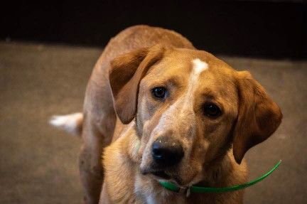 MISS DAKOTA RDS - Labrador Retriever available for adoption