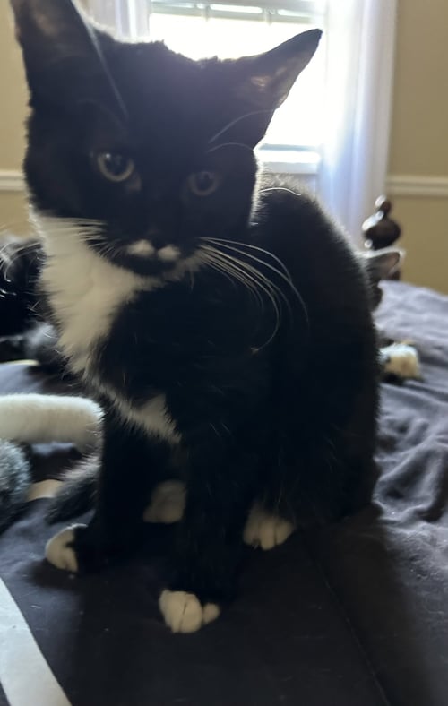 NEVILLE - Domestic Short Hair available for adoption