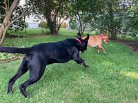 Kylo Lonestar* - Photo 25