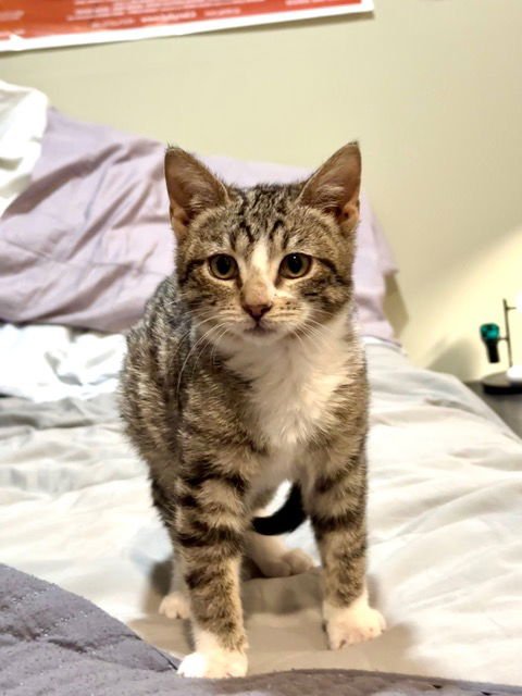 SOCKS KITTEN - Domestic Short Hair available for adoption