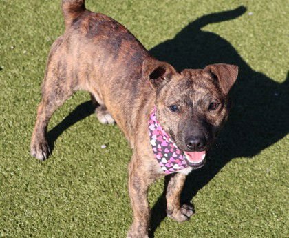 PHINEAS ATHENS - Shepherd / Terrier available for adoption