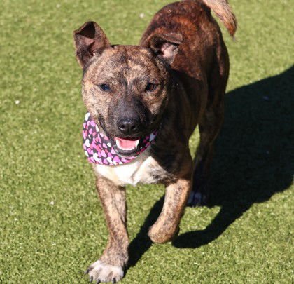 PHINEAS ATHENS - Shepherd / Terrier available for adoption