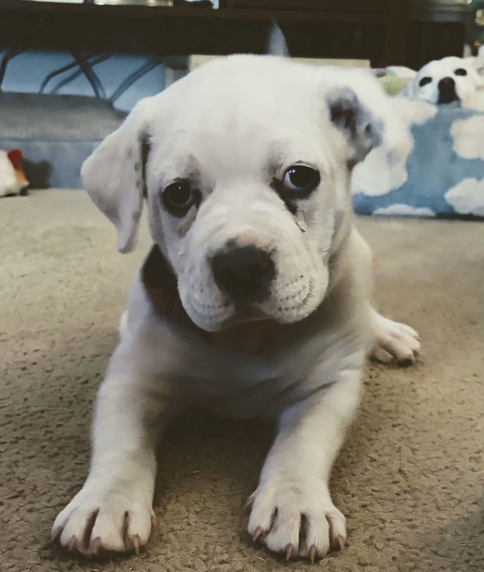 ELEVEN LONESTAR - American Bulldog / Boxer available for adoption