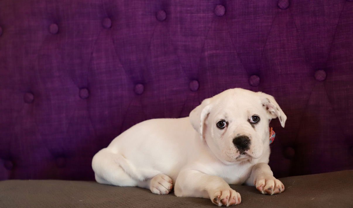 ELEVEN LONESTAR - American Bulldog / Boxer available for adoption