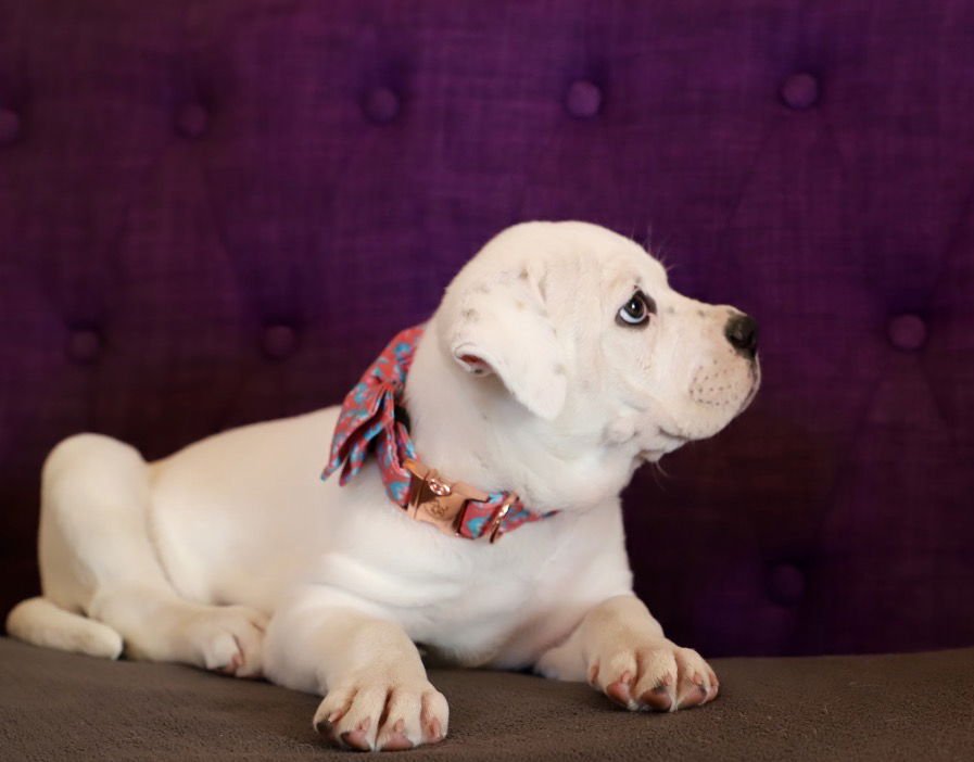 Eleven Lonestar - Photo 3