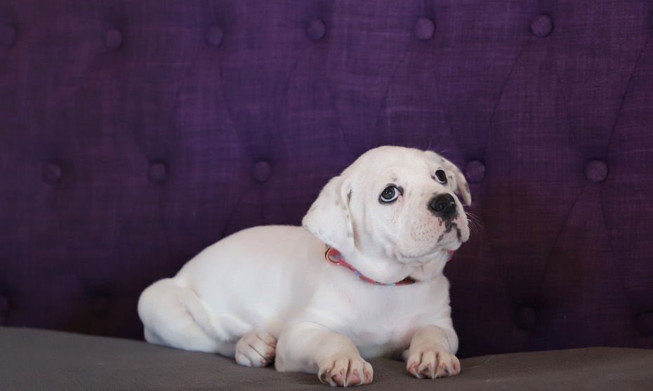 Eleven Lonestar - Photo 4