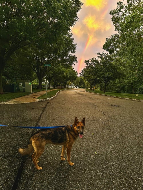 ODIN DIXON - German Shepherd Dog / Australian Kelpie available for adoption