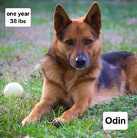Odin Dixon - Photo 7