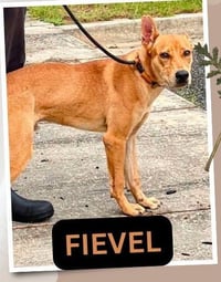 Fievel SCAS - Photo 11