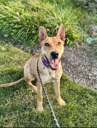 Fievel SCAS - Photo 4