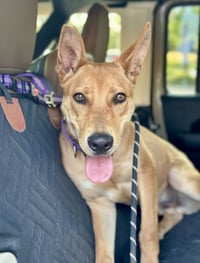 Fievel SCAS - Photo 5