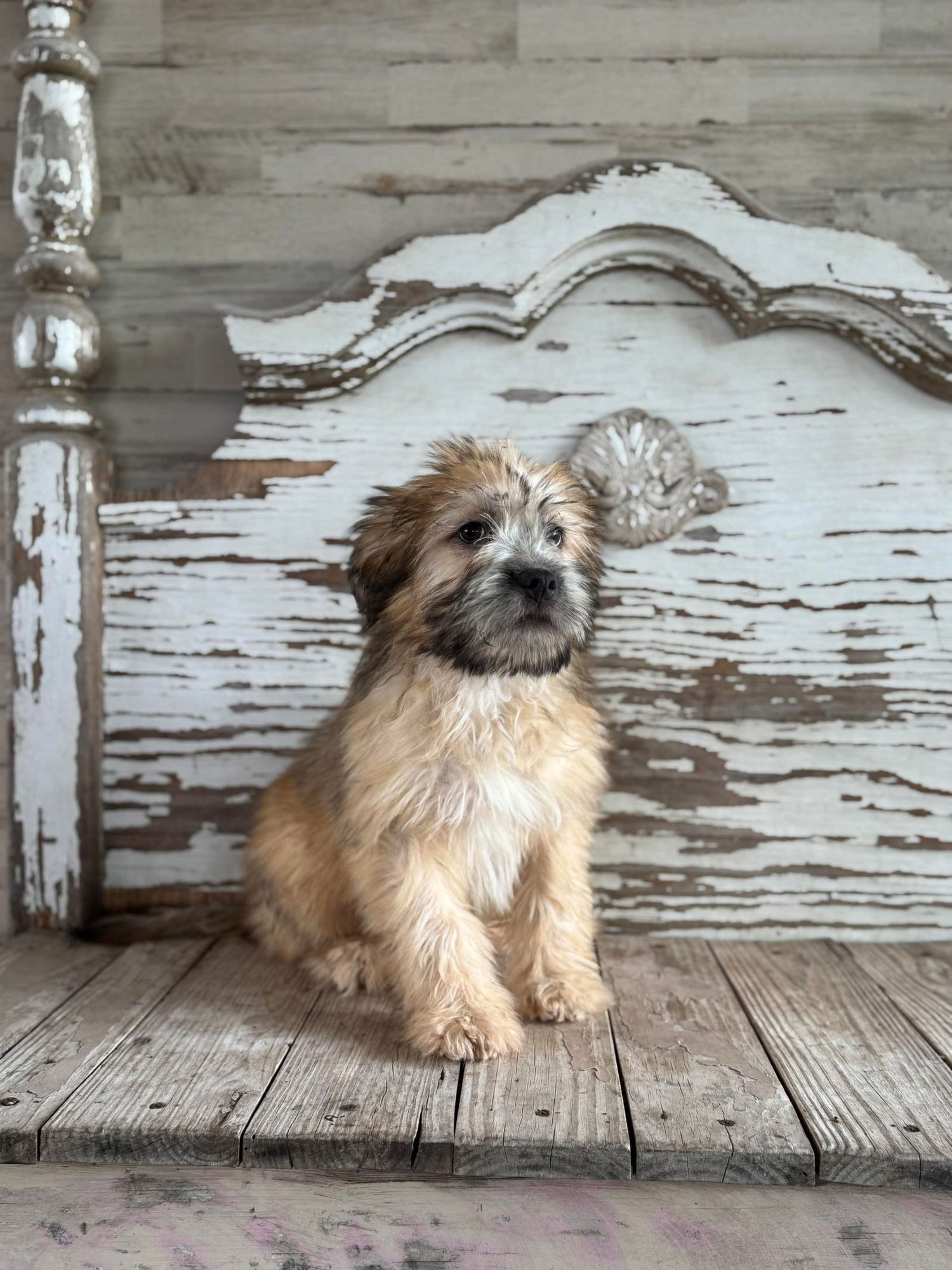 GEORGE ROGERS - Shih Tzu / Schnauzer available for adoption