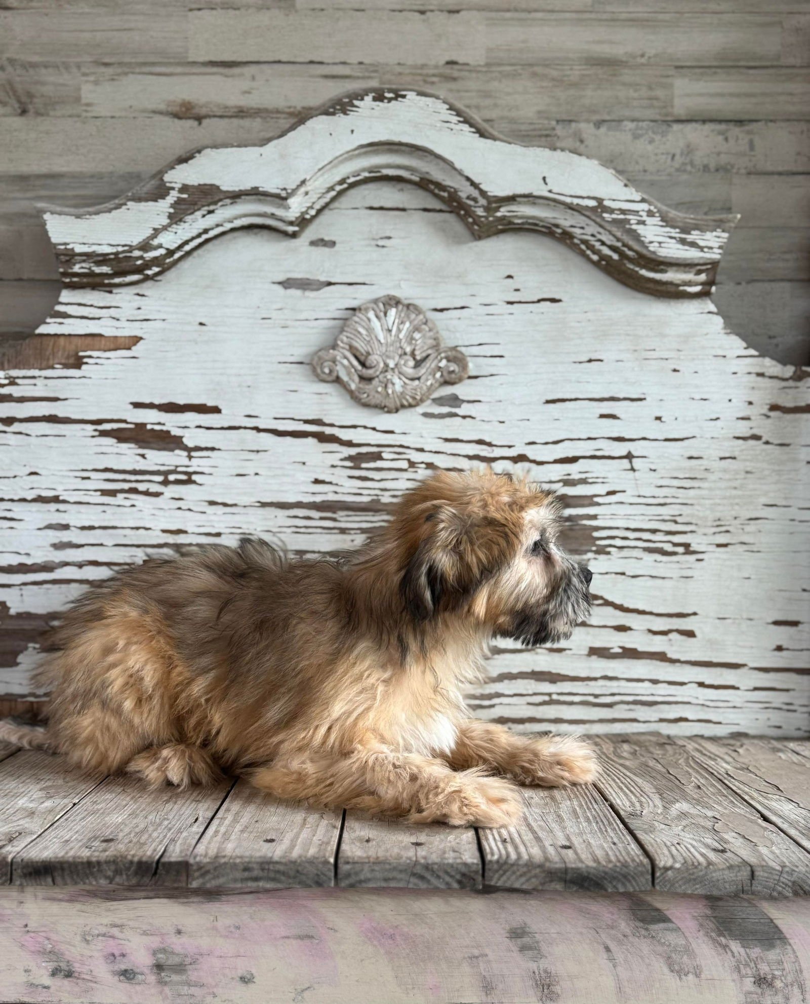 GEORGE ROGERS - Shih Tzu / Schnauzer available for adoption