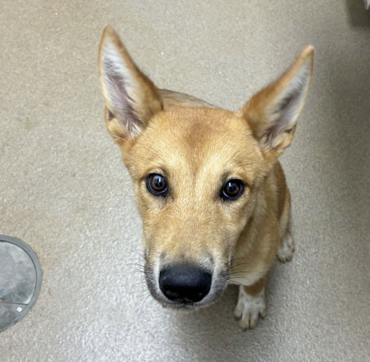 DARCY GCH - Shepherd available for adoption