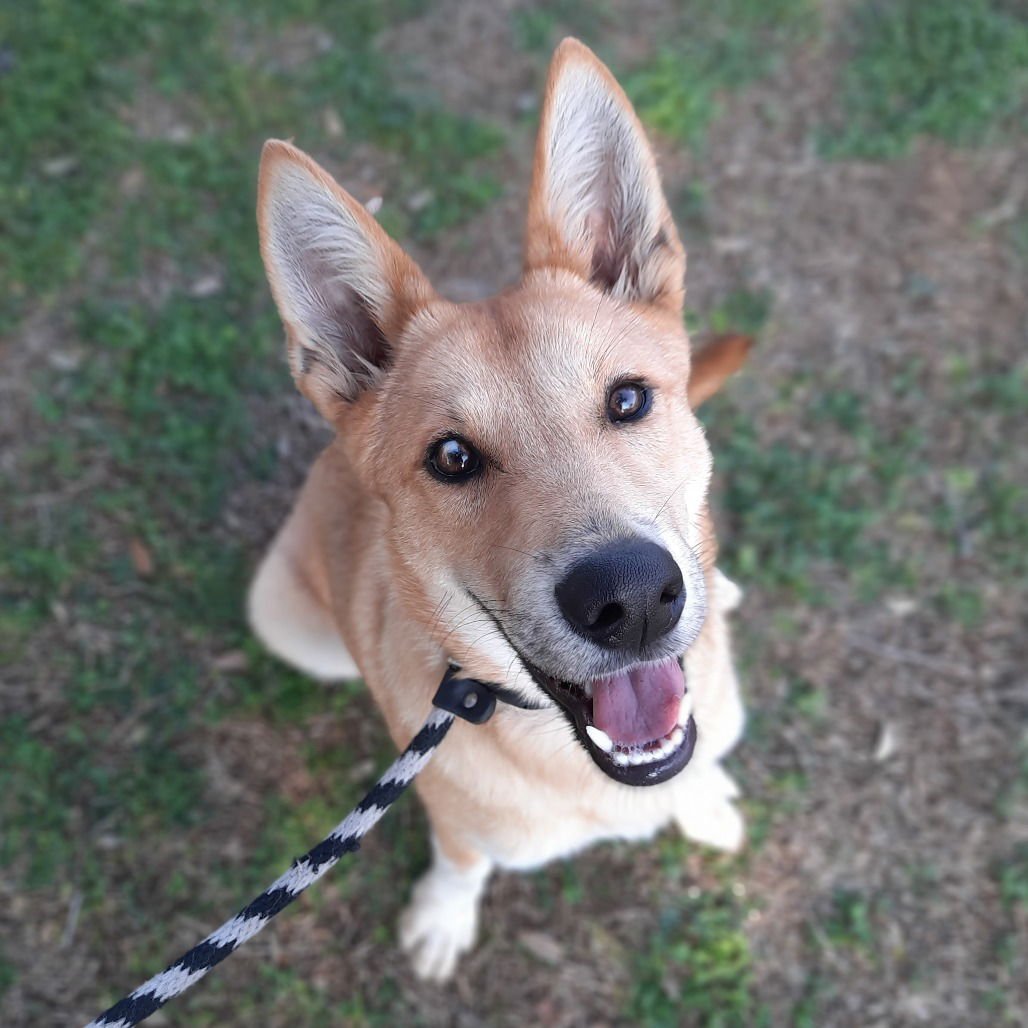 DARCY GCH - Shepherd available for adoption