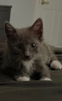 Delphine's Lance KITTEN - Photo 2