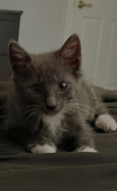 DELPHINE'S LANCE KITTEN - Domestic Short Hair available for adoption