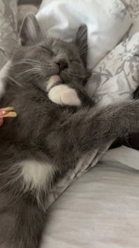 Delphine's Lance KITTEN - Photo 3