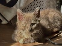 Delphine's Lance KITTEN - Photo 1