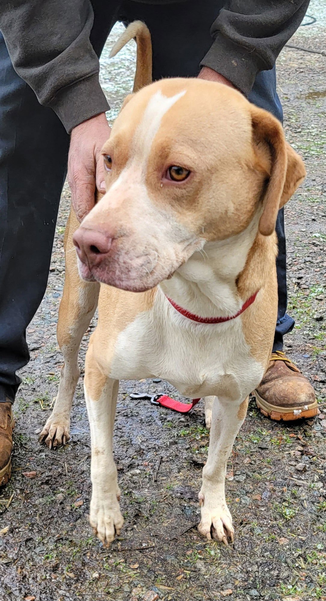 MAYA RDS - Labrador Retriever / Hound available for adoption