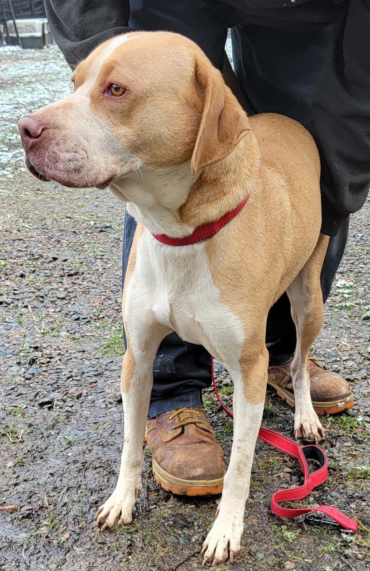 MAYA RDS - Labrador Retriever / Hound available for adoption