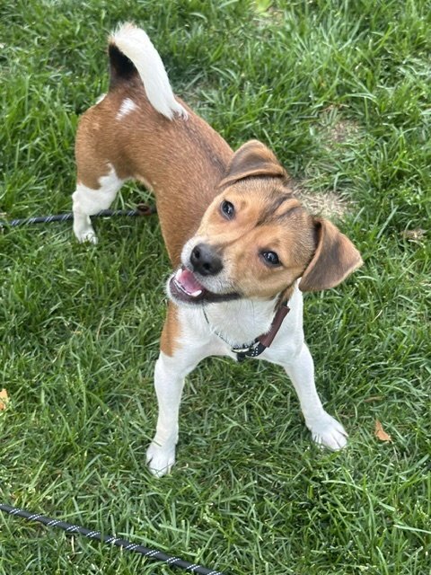 MICHAEL PHELPS SUSSEX - Jack Russell Terrier / Chihuahua available for adoption