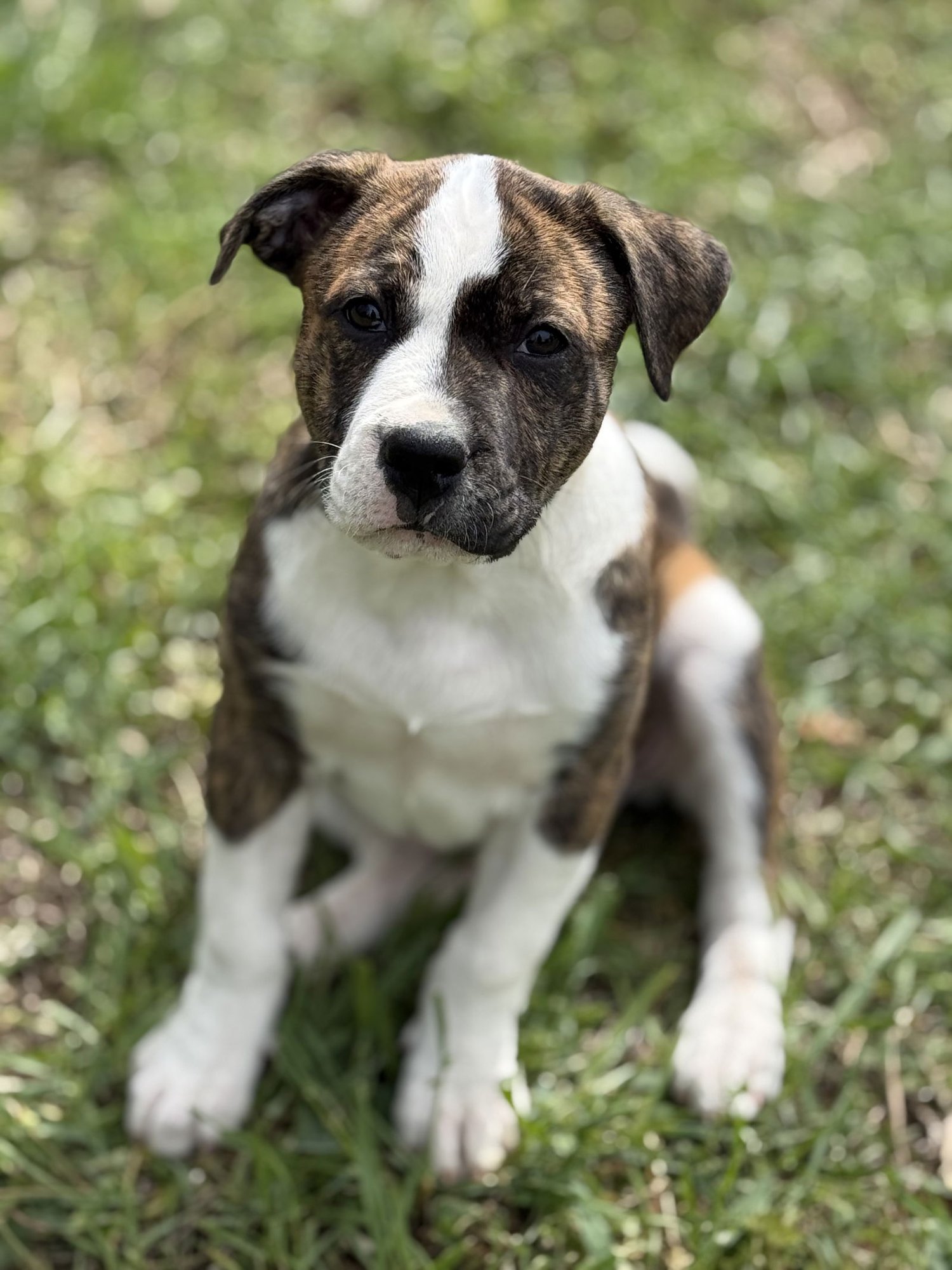 NANCY LONESTAR - American Bulldog / Boxer available for adoption