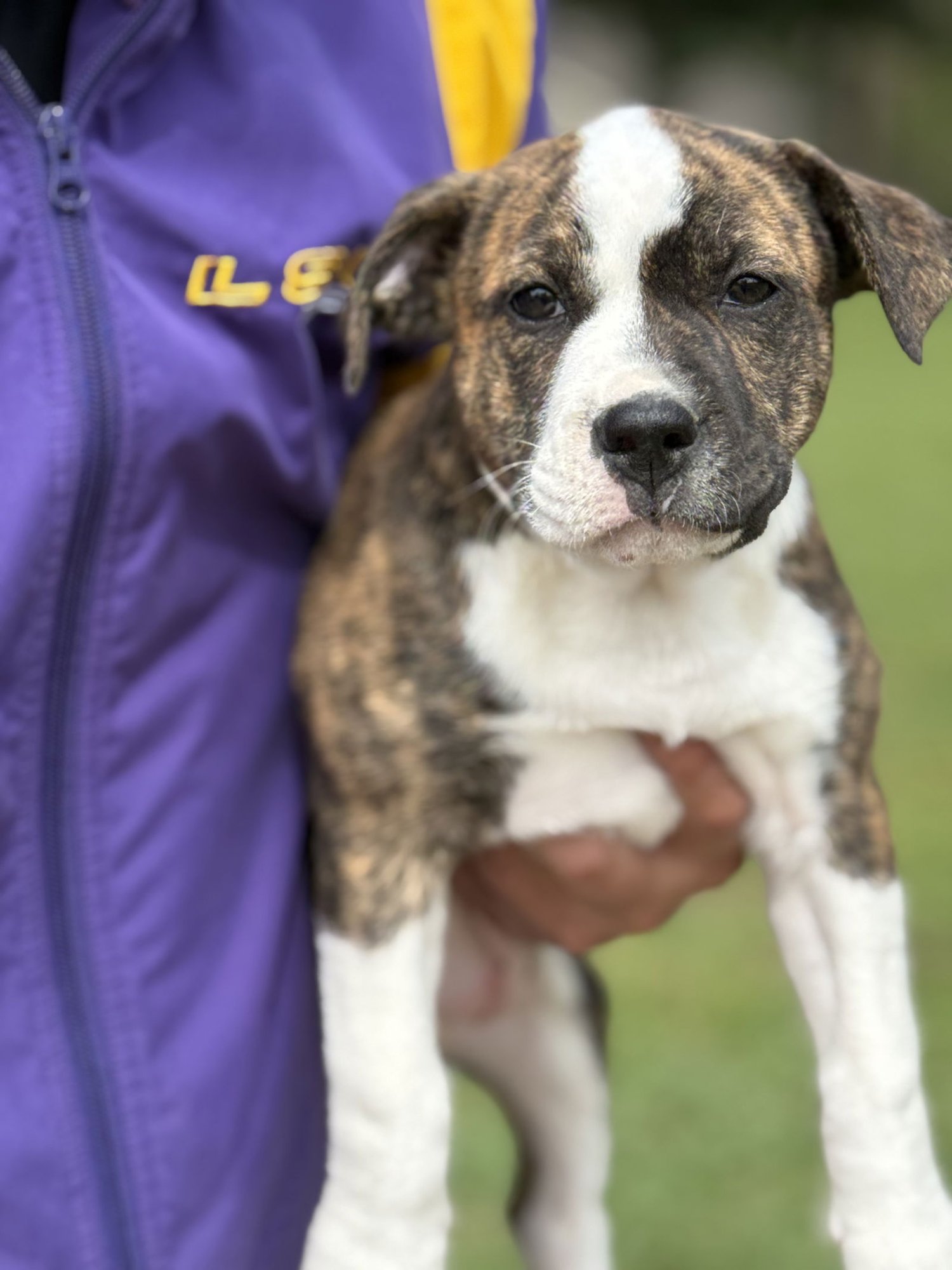 NANCY LONESTAR - American Bulldog / Boxer available for adoption